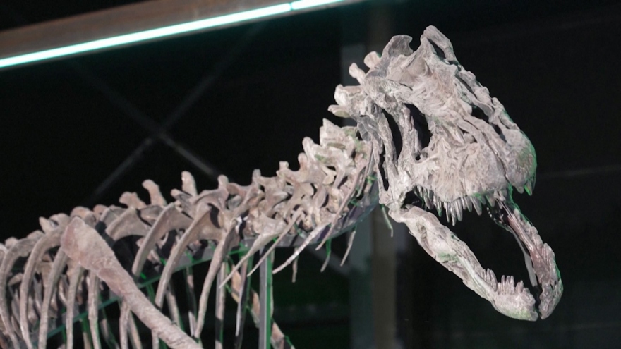 Đan Mạch chuẩn bị mở cửa bảo tàng trưng bày xương khủng long cổ đại