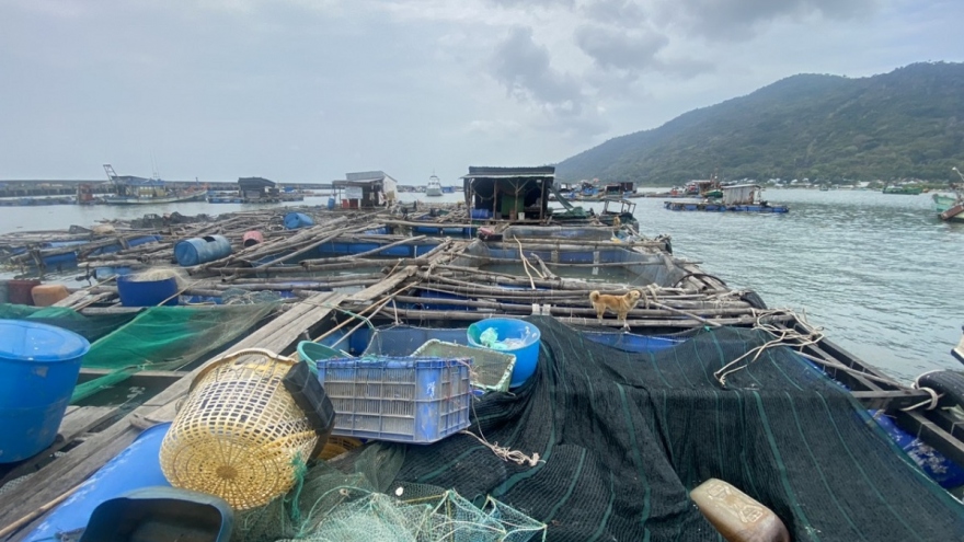 Không có việc cá nuôi lồng bè và hàu, vẹm xanh chết hàng loạt ở Kiên Giang