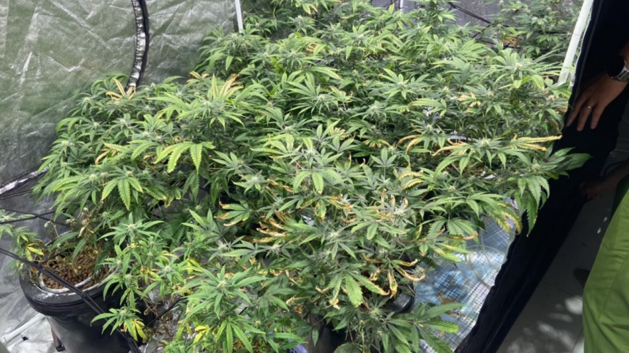 Japanese nationals caught growing cannabis plants in Da Nang