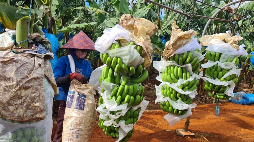 Sớm đăng ký mã vùng trồng, nhiều nông sản Gia Lai xuất khẩu chính ngạch