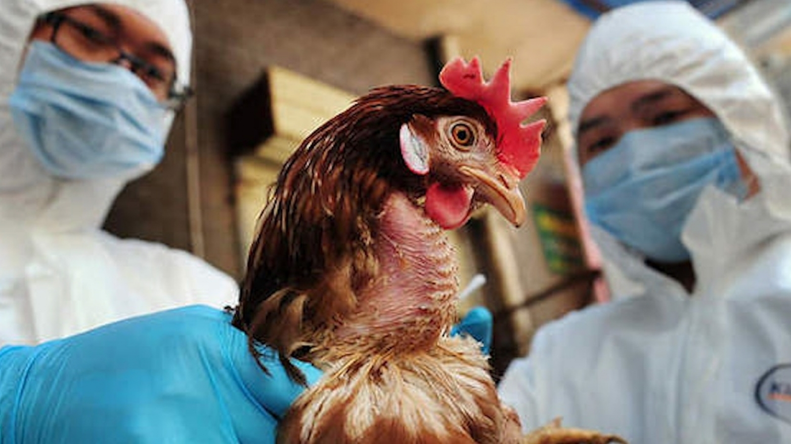 Viện Pasteur TP.HCM có công văn khẩn về giám sát viêm phổi nặng liên quan đến H5N1