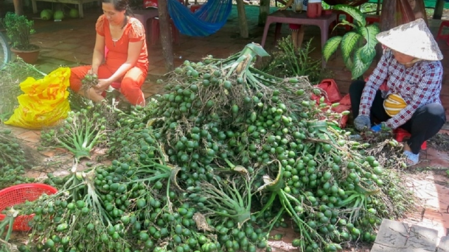 Trung Quốc gom mua cau non giá cao, Cục Trồng trọt khuyến cáo không trồng ồ ạt