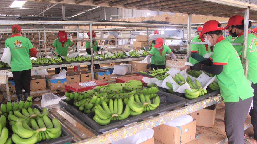 Dak Lak exports 10 containers of bananas to China 