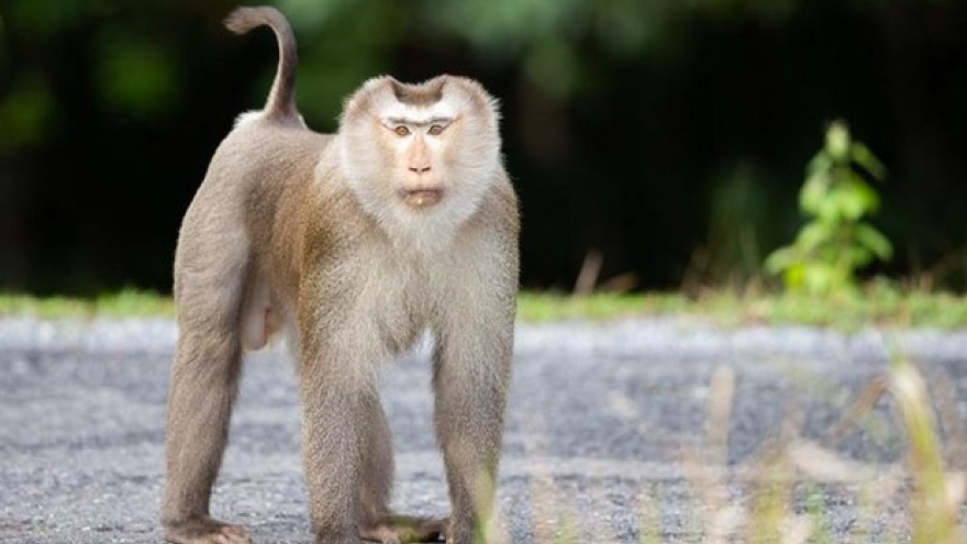 Three monkeys released to nature in Quang Ngai province