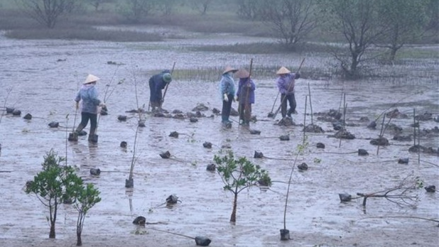 RoK-funded mangrove restoration project launched in Ninh Binh