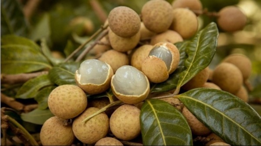 Vietnamese longan sold well in Japan despite high prices