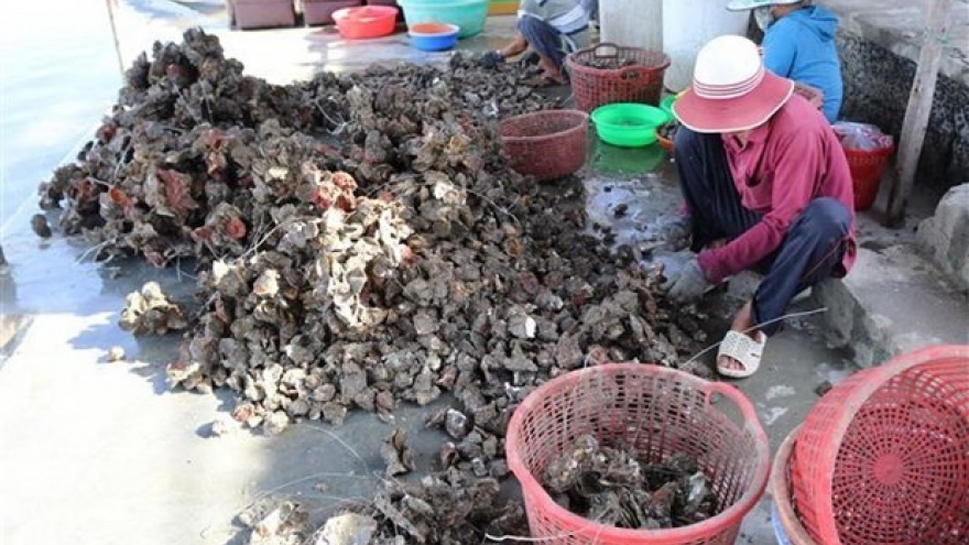 Vietnam, Japan boost cooperation in oyster production chains