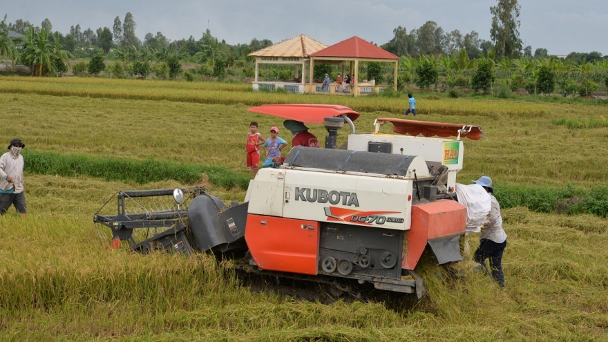 Xuất khẩu gạo ổn định, lúa Đông Xuân ở ĐBSCL trúng mùa được giá