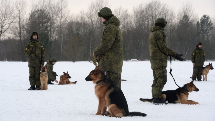 Tình nguyện viên huấn luyện chó nghiệp vụ hỗ trợ binh sỹ Nga trên chiến trường