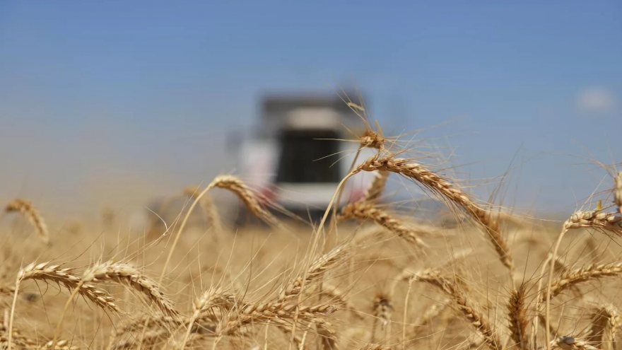 Nga ủng hộ gia hạn thỏa thuận ngũ cốc thêm 60 ngày
