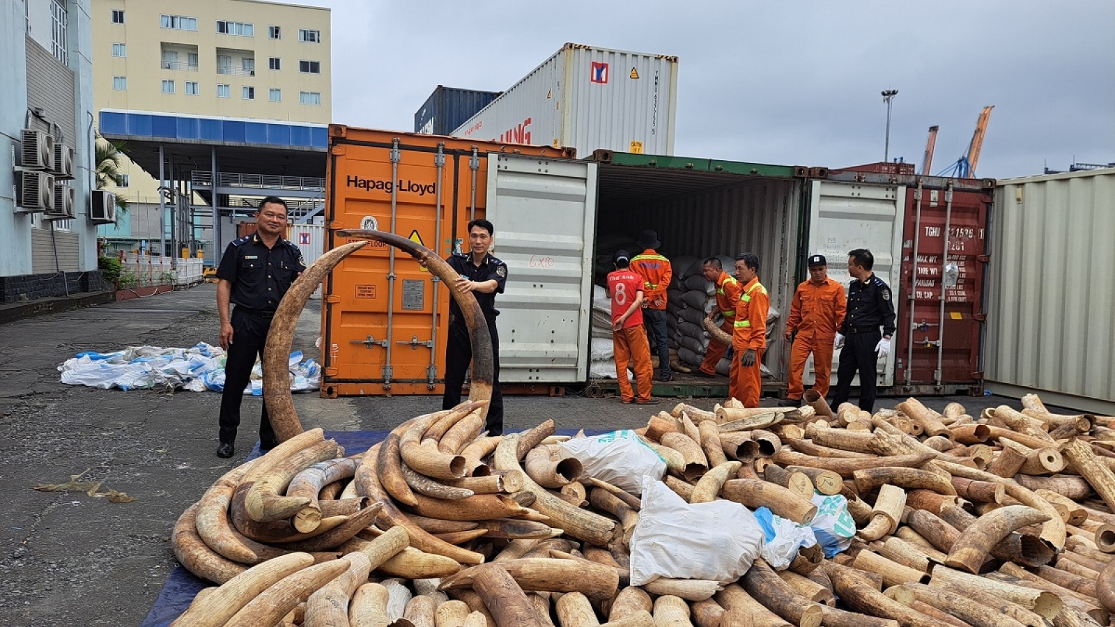 Hải quan Hải Phòng bắt giữ lượng ngà voi nhập lậu lớn chưa từng có