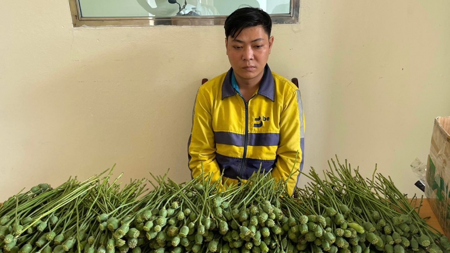 Hà Nội: Mang hơn 5kg cây thuốc phiện ra cổng trường đại học bán
