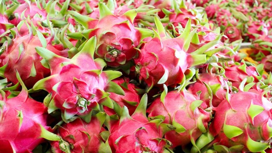 Dragon fruit export turnover reaches US$47 million