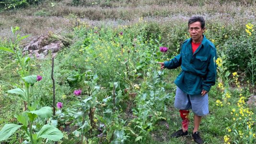 2 đối tượng lén lút trồng cây thuốc phiện để “làm thuốc”