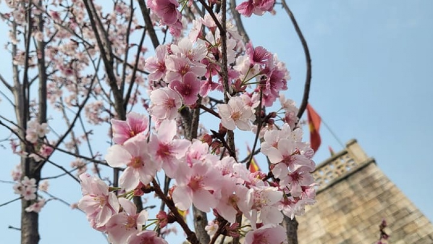 Tay Yen Tu Cherry Blossom Festival to get underway in Bac Giang