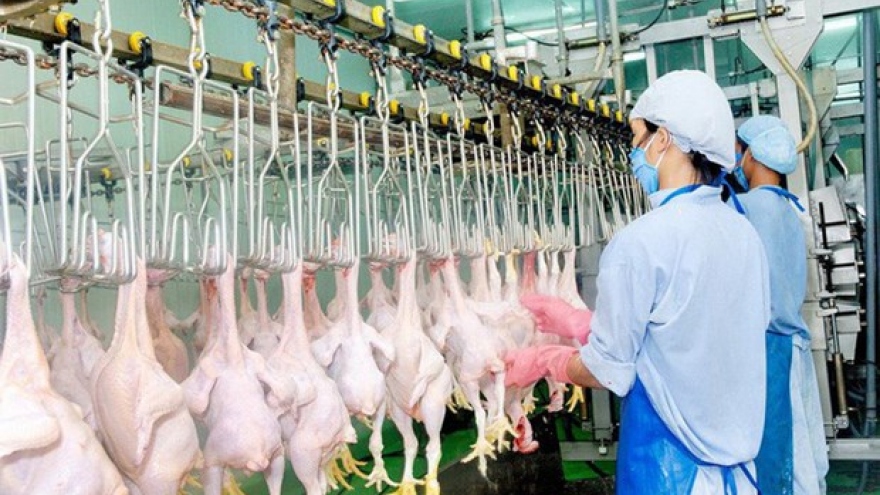 Domestic poultry sellers face tough competition from imported chicken