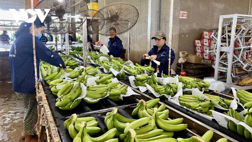 Positive outlook for fresh banana exports to Japan