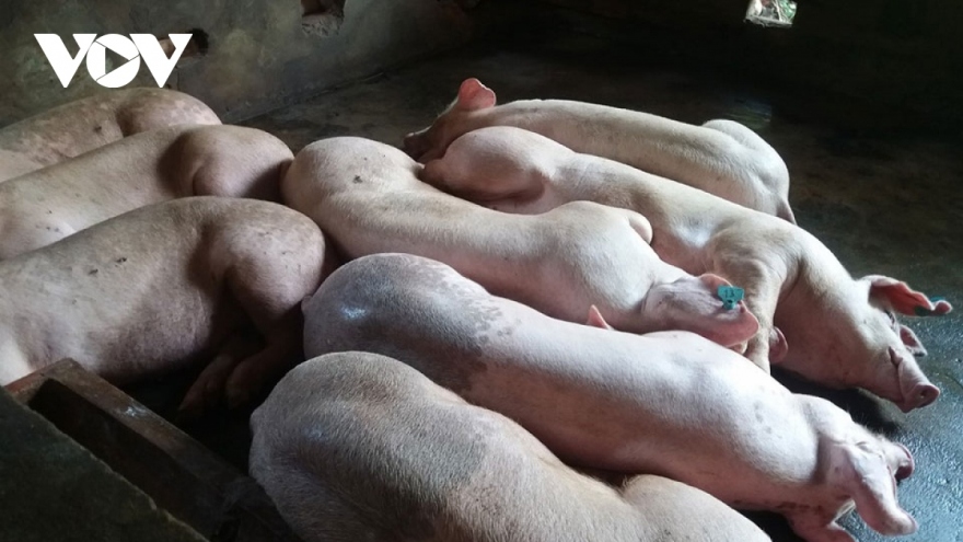 Ca bệnh đầu tiên trong năm ở Hà Nội lây vi khuẩn từ lợn