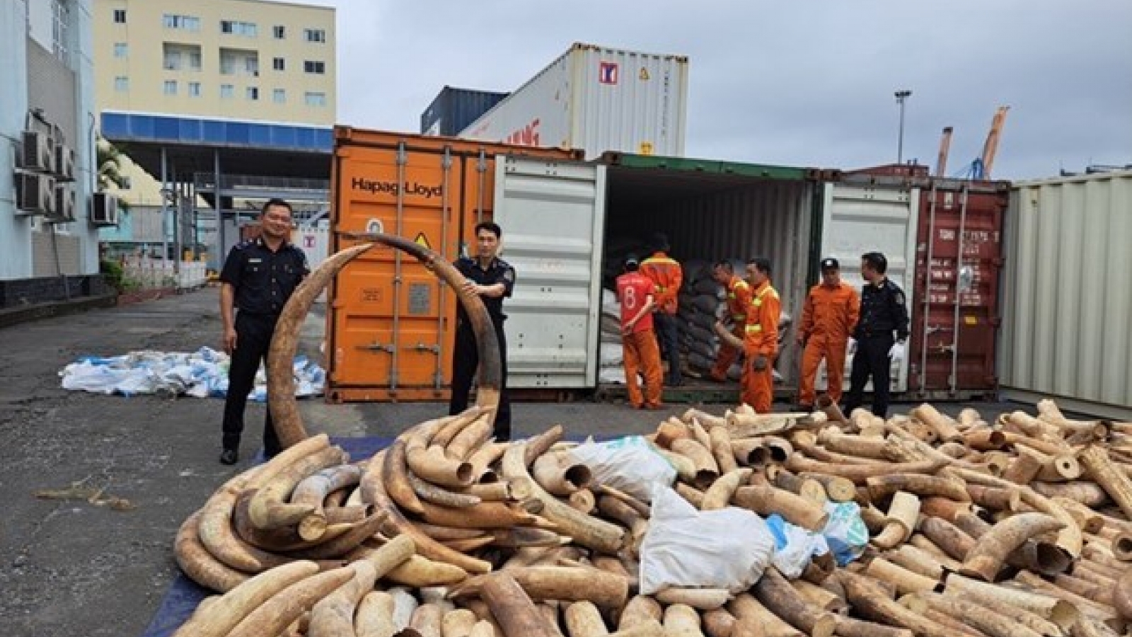 Record haul of smuggled ivory seized in northern port city