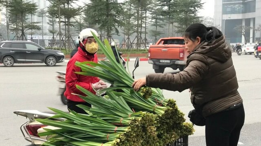 Cây dại xưa nhổ bỏ đi nay thành cây “hái ra tiền”