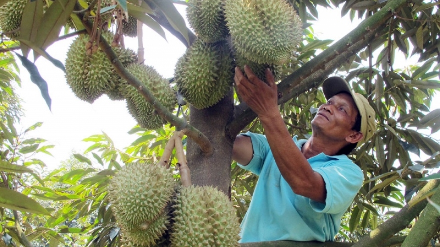 Lâm Đồng khuyến cao nông dân không tự phát mở rộng diện tích sầu riêng