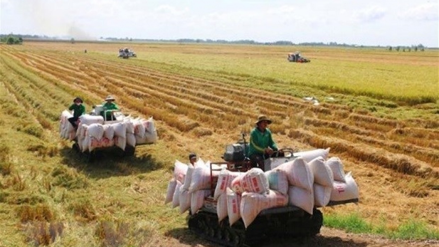 Vietnam to develop 1 million ha of low-emission high-quality rice by 2030