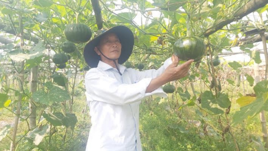 Rau đậu được mùa, người dân Quảng Nam phấn khởi