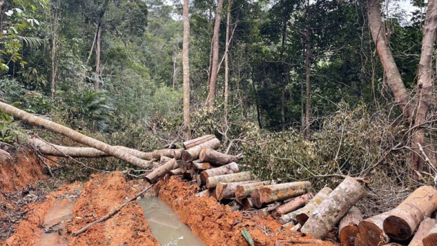Khởi tố vụ án phá rừng tại vùng giáp ranh ở Khánh Hòa