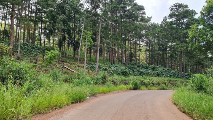 Điều chỉnh quy hoạch khai thác quặng bô-xít ở Lâm Đồng vì ảnh hưởng rừng