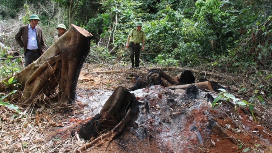 Khởi tố vụ phá 16 cây gỗ rừng ở huyện Kbang