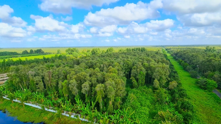Đến năm 2025 thu nhập từ trồng rừng sản xuất của Cà Mau tăng 1,5 lần