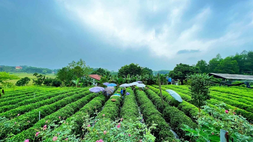 "Khăn gói" về quê trồng chè, chàng thanh niên 9X khởi nghiệp thành công