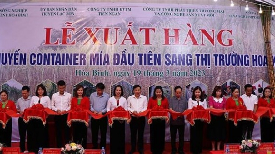 Hoa Binh province exports first batch of fresh sugarcane to US