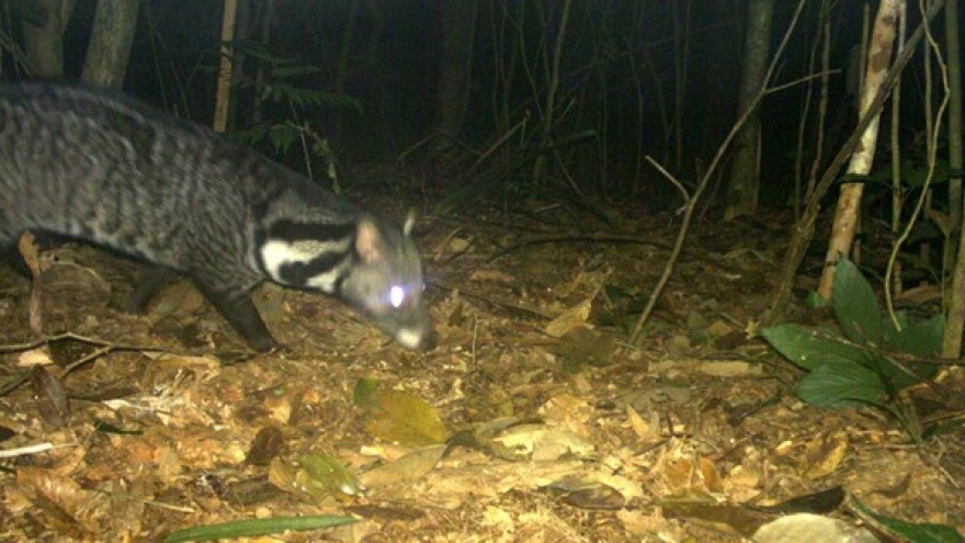 Rare civet species discovered in central natural reserve