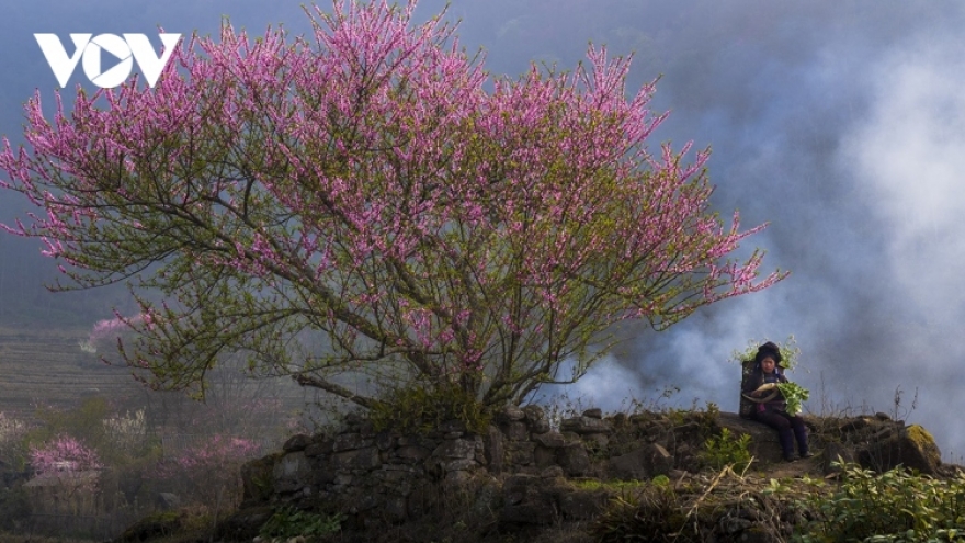 Peach blossoms in full bloom in northwestern Vietnam