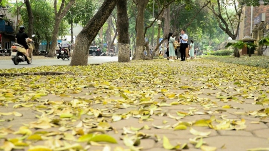 Ngắm con đường lãng mạn nhất Hà Nội rực vàng mùa sấu thay lá