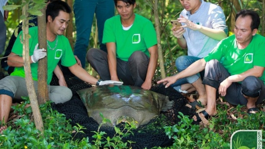 Còn bao nhiêu cá thể rùa Hoàn Kiếm trên thế giới và có cách nào để hồi sinh?