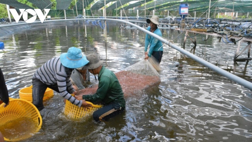 Can Tho to host fourth VietShrimp fair