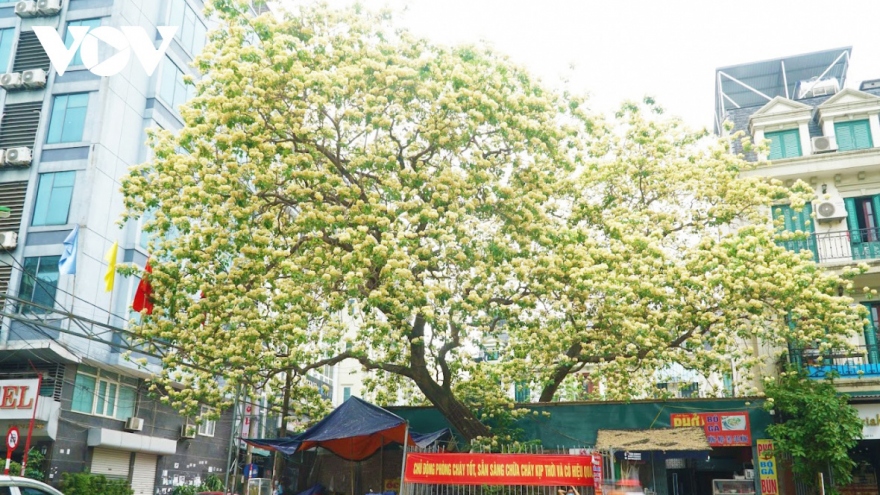 Stunning beauty of 300-year-old Hoa Bun tree in Hanoi
