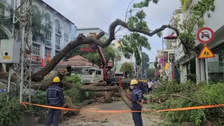 TP.HCM yêu cầu các trường học xử ký kịp thời các cây xanh có nguy cơ gãy đổ