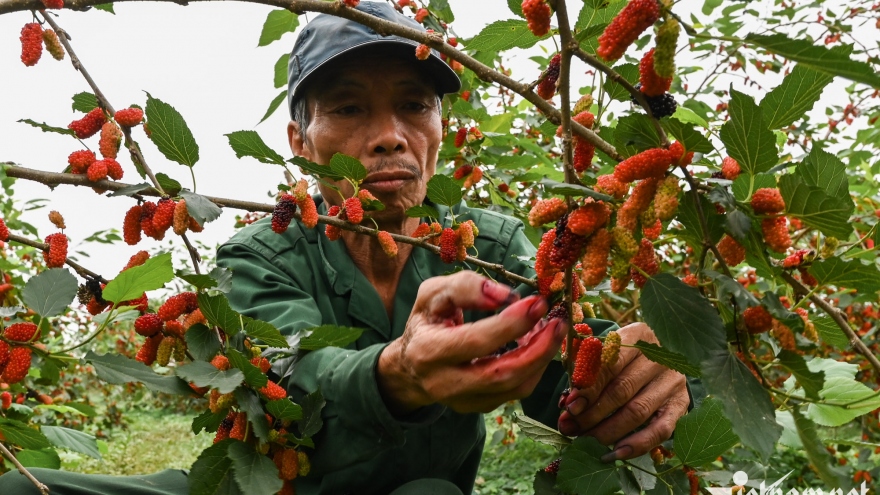 Nông dân Hà Nội thu tiền triệu mỗi ngày mùa thu hoạch dâu tằm