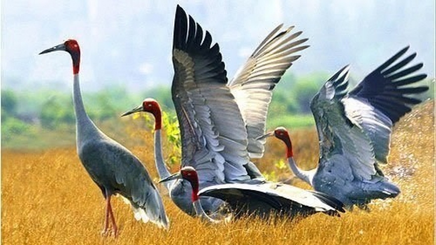 Vietnam partners with Thailand to save threatened crane species