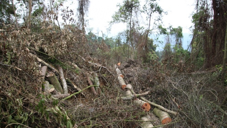 20 người liên quan vụ khai thác rừng trái phép quy mô lớn ở Bắc Kạn