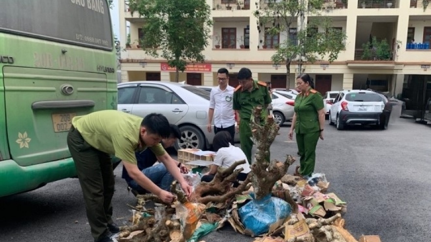 Phát hiện vụ vận chuyển lợn chết đang bốc mùi hôi thối