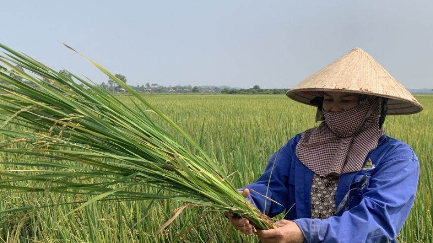 Hàng trăm ha lúa ST24, ST25 ở Đắk Lắk, Đắk Nông bị lép hạt bất thường