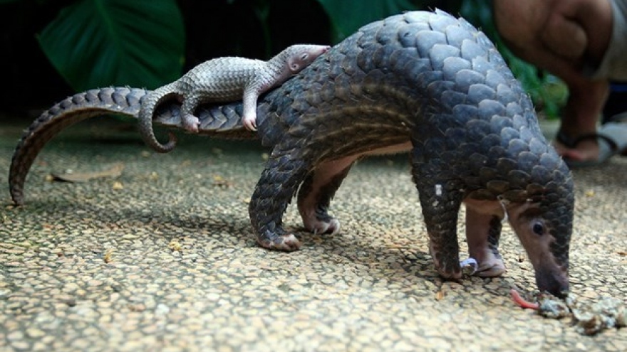 Endangered Sunda pangolins released into wild in Ninh Binh