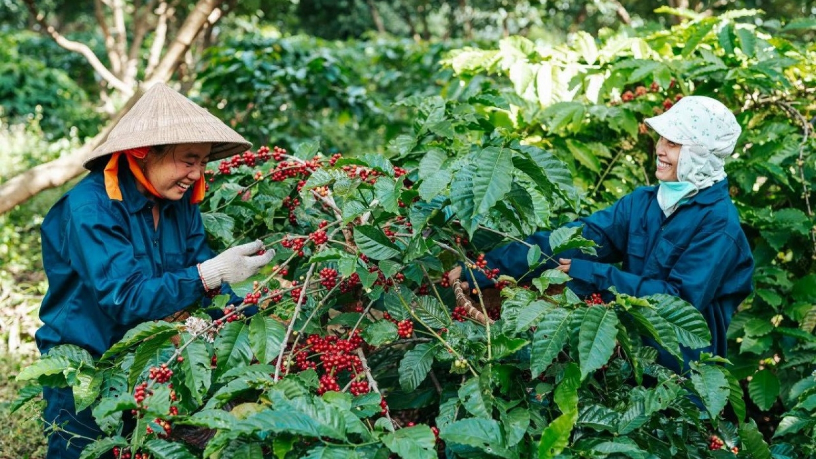 Xây dựng thương hiệu nông sản quốc gia là bài toán khó