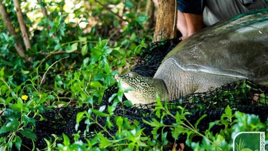 Endangered turtle dies in Dong Mo