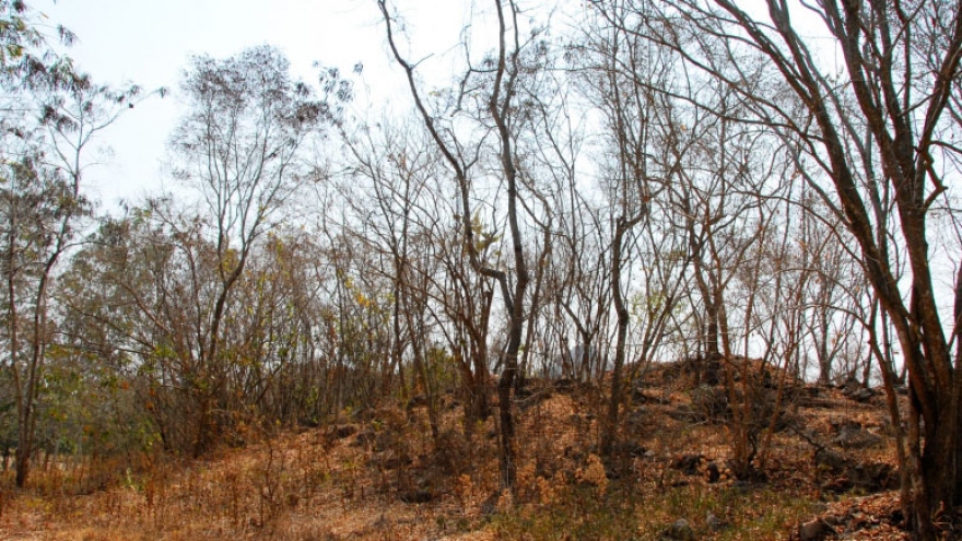 Nhiều phương án phòng chống, ứng phó không để xảy ra cháy rừng mùa khô ở An Giang