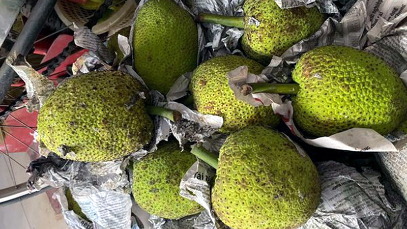 Loại quả miền Tây xưa không ai hái, nay thành đặc sản được “săn lùng”
